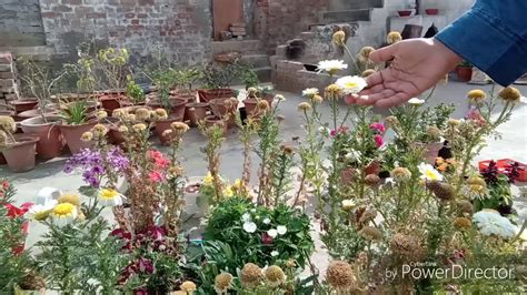 Harvesting Chrysanthemum Coronarium Seedscrown Daisy Youtube