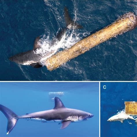 Summary of Salmon Shark (Lamna ditropis) scratching behaviour using... | Download Scientific Diagram