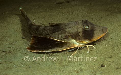 Striped Sea Robin Gulf Of Maine