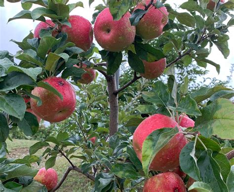 Where To Go Apple Picking In Massachusetts The Ultimate Guide