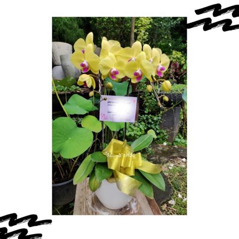 Anggrek Bulan Isi 2 Pohon Warna Kuning De Orchids