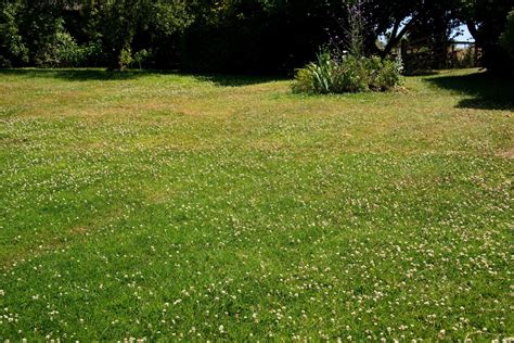 6 Reasons To Choose A Clover Lawn In Your Backyard Over Grass Livingetc