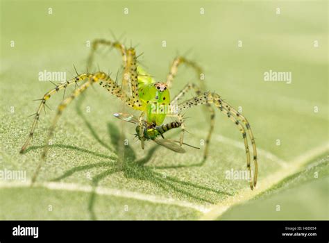 Green Lynx Spider Peucetia Viridans With Prey Stock Photo Alamy