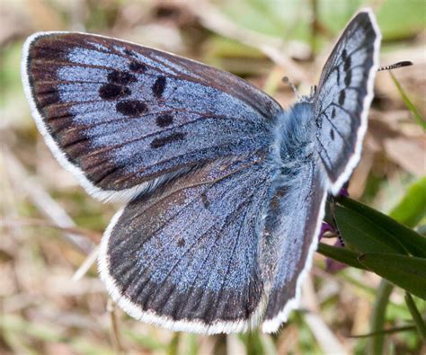 61 Lycaenidae - British Lepidoptera