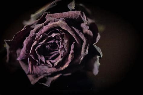 Dead rose Photograph by Frank Corbett - Fine Art America