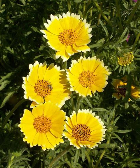 Layia Platyglossa Elegant Layia Tidytips Tidy Tips Daisy Egg Fried