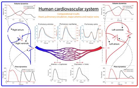 Cardiovascular Human Digital Model For Medical Device Testing And Simulation Tsqualitych