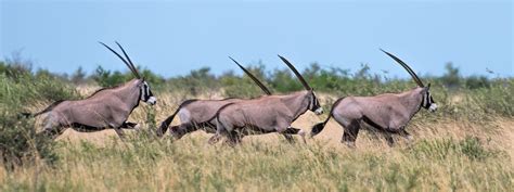 Kenya - Wildlife Photography Africa