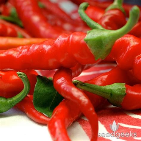 Cayenne Long Red Thin Hot Pepper Heirloom Seeds Etsy