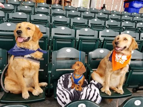 Baseball Friends⚾️ Wiener Dog Golden Retriever Labrador Retriever