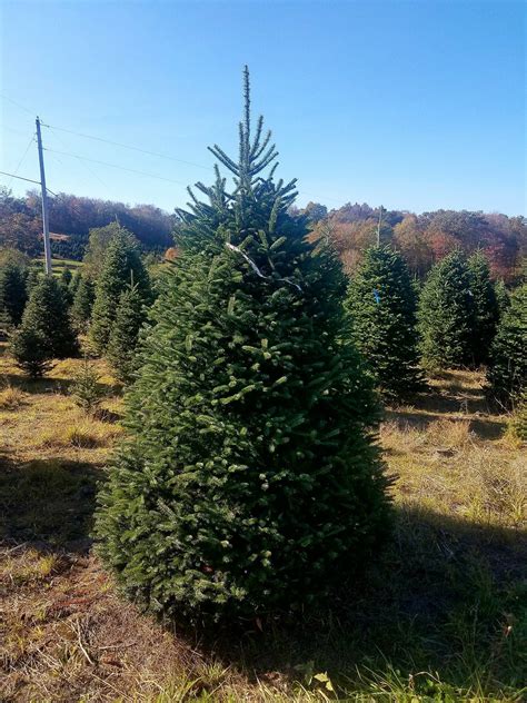boyd christmas tree farm 12