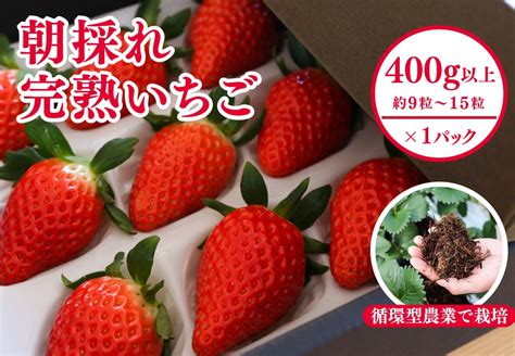 完熟いちご 1パック 400g 西粟倉村 M Fi A03a｜ふるラボ