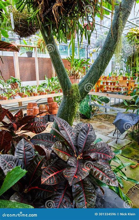 Tropical Greenhouse Oasis With Lush Burgundy Plant And Epiphytes Stock