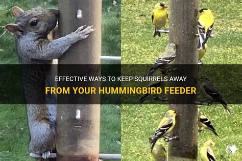 Effective Ways To Keep Squirrels Away From Your Hummingbird Feeder