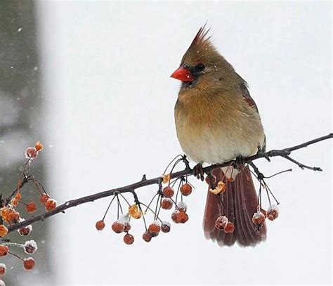 Female Cardinal In West Michigan Winter Winter Wonderland West Michigan Wonderland