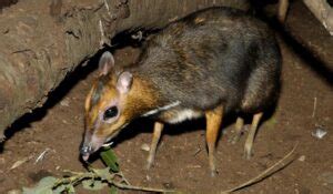 The Enchanting Philippine Mouse-Deer - A Fascinating Journey