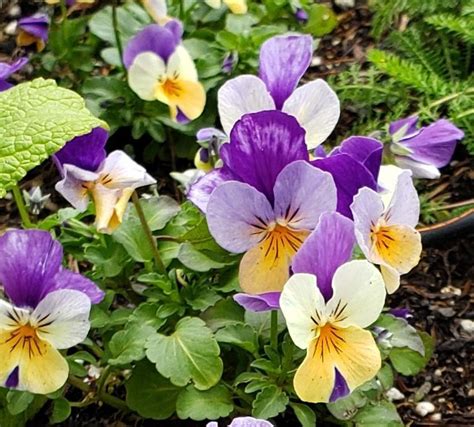 Pansy Viola Cornuta Penny Peach Jump Up In The Violas Database