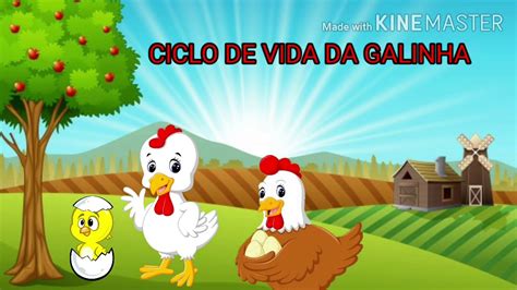 Ciclo De Vida Da Galinha Youtube