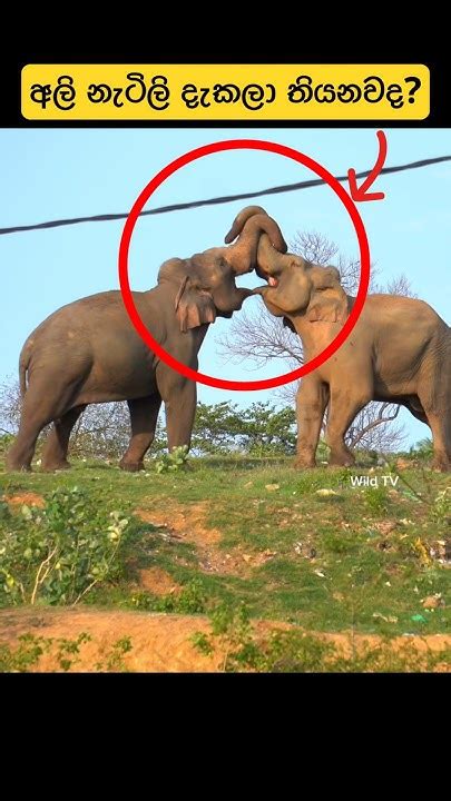 අලි නැටිලි දැකලා තියනවද😳shortvideo Shorts Elephant Attack Tiktok