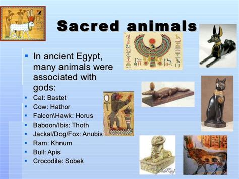 The Pets Of Ancient Egypt