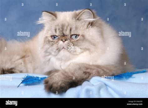 Blue Point Himalayan Cat Hi Res Stock Photography And Images Alamy