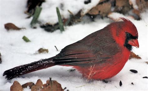 Feeding Birds in the Winter Garden - Spotts Garden Service