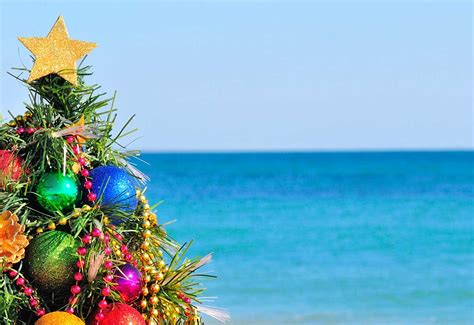 Where to find local Hawaii Christmas Trees - Hawaii Magazine