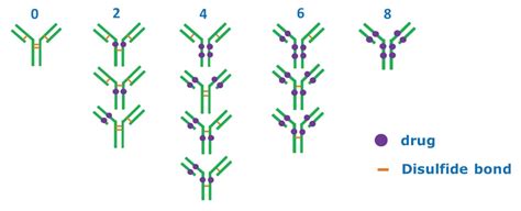 Analysis Of Cysteine Conjugated Antibody Drug Conjugates Adcs Using A Native Sec Lc Ms