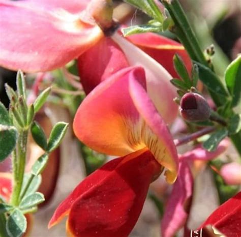 Edelginster Dorothy Walpole Cytisus Scoparius Dorothy Walpole