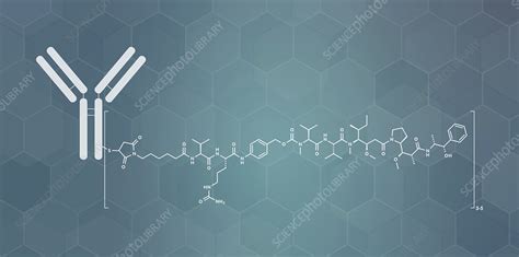 Brentuximab Vedotin Antibody Drug Conjugate Molecular Model Stock