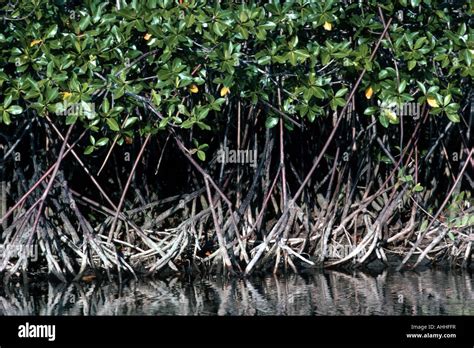 Stilt Roots Red Mangrove Rhizophora Hi Res Stock Photography And Images