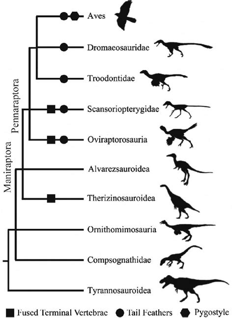 Phylogeny Of Maniraptora And Related Theropoda Dinosaurs Modified From Download Scientific