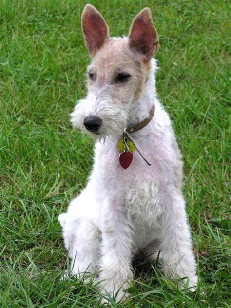 Filefox Terrier Alex Wikimedia Commons