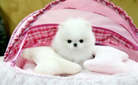 Tiny Teacup White Pomeranian Puppies