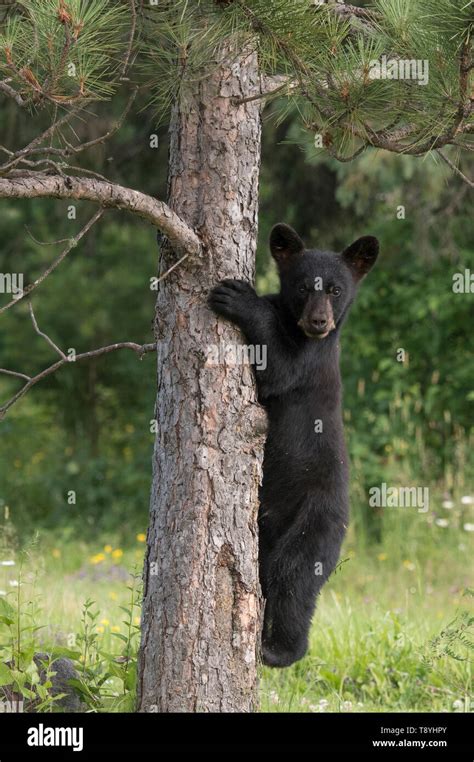 American Black Bear Ursus Americanus Cub In Red Pine Boreal Forest