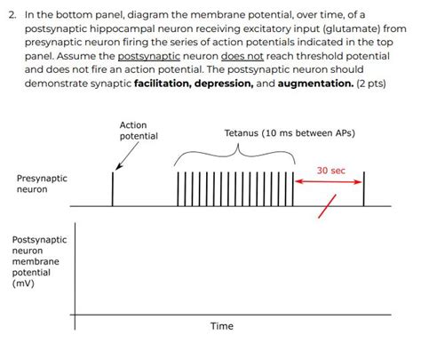 Solved 2. In the bottom panel, diagram the membrane | Chegg.com