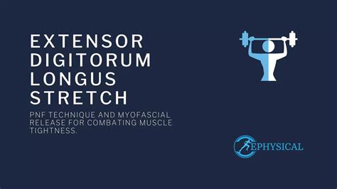 Extensor Digitorum Longus Stretch - Ephysical