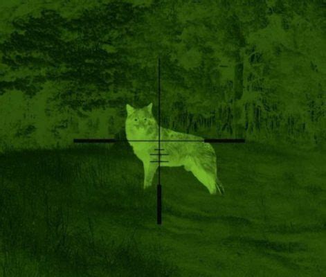 10 Best Thermal Scopes for Coyote Hunting - Outdoor Moran