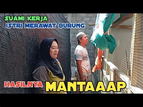 Pasangan Suami Istri Kompak Ternak Murai Batu YouTube