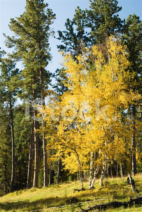 Fall Colors In The Black Hills Stock Photo Royalty Free Freeimages