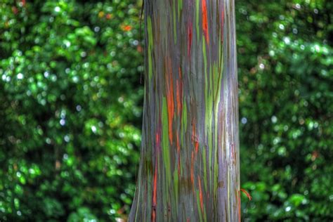 Rainbow Eucalyptus The Most Colorful Tree On Earth Amusing Planet