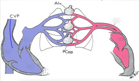 blood flow in heart / lungs Diagram | Quizlet