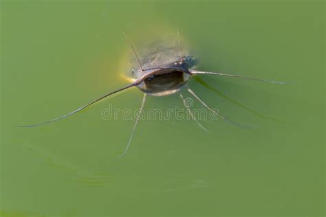 132 Catfish Mouth Open Stock Photos - Free & Royalty-Free Stock Photos from Dreamstime