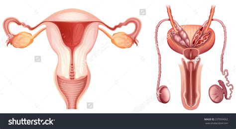 IHS U6 Reproductive System Diagram Quizlet