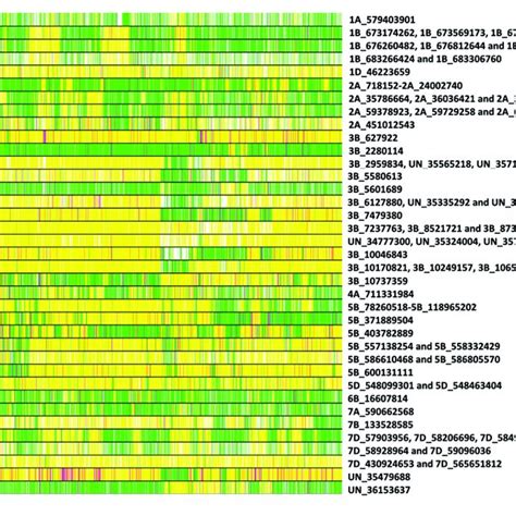 Allelic Fingerprinting Of Spot Blotch Associated Markers The