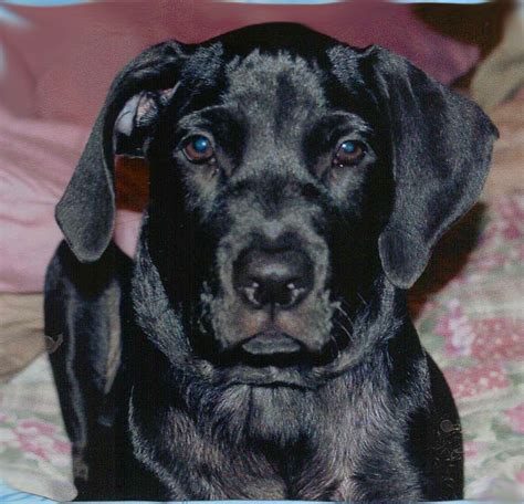 File Black Labrador Retriever