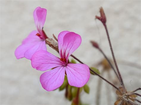 Bunga Merah Jambu Alam Foto Gratis Di Pixabay Pixabay