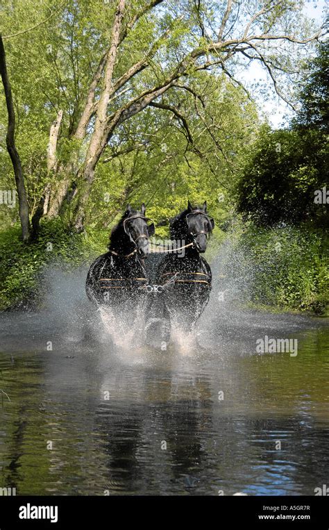 Friesian horse cross hi-res stock photography and images - Alamy