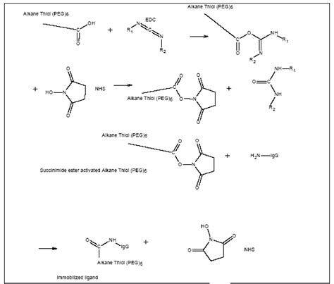 7 Amine Coupling Of An Antibody To Msam Surface This Figure