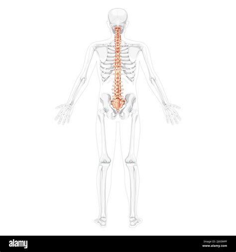 Sacrum And Coccyx Unlabeled